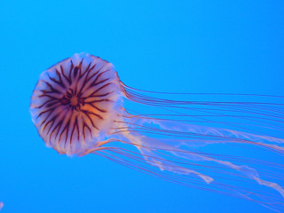 image009.jpg